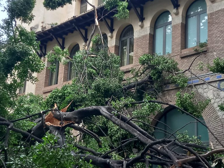 Caen varios árboles a primera hora de la mañana
