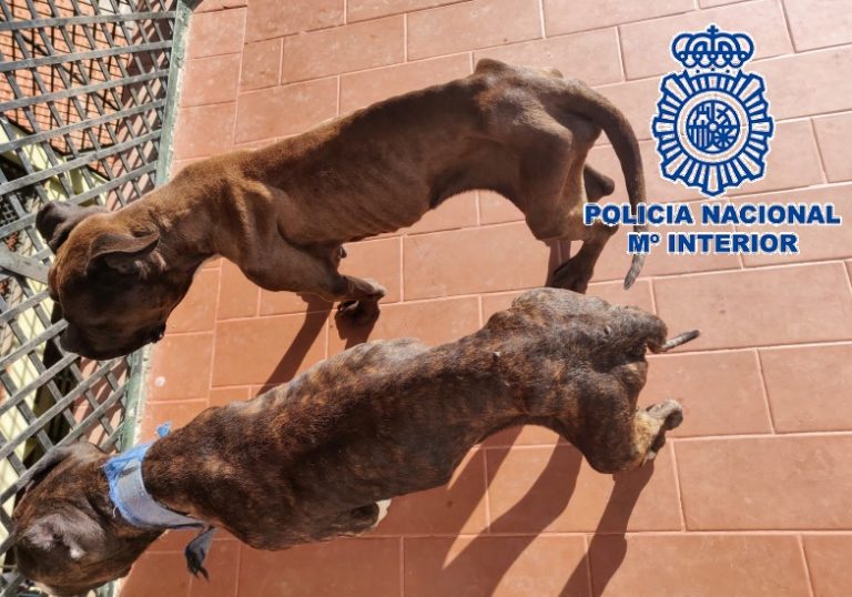 20211029 Foto maltrato animal