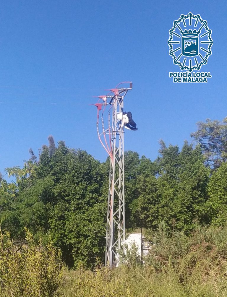 Cigüeñas blancas muertas por presunta electrocución (1)