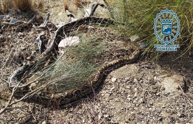 Serpiente Pitón recuperada (1)