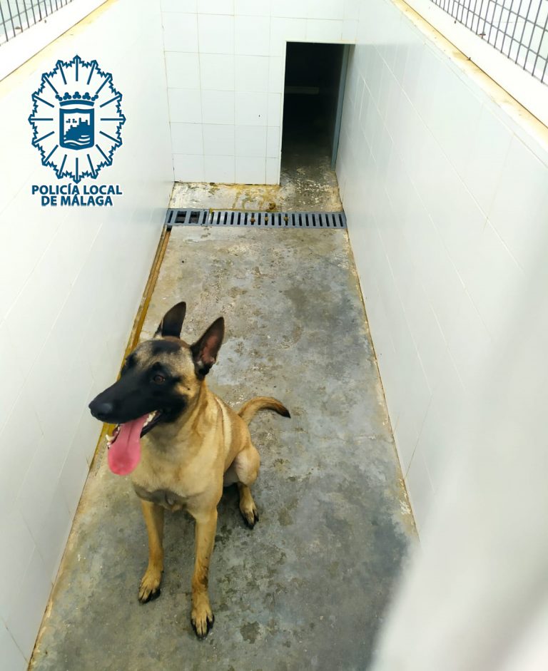 Perro Pastor Belaga Malinois incautado
