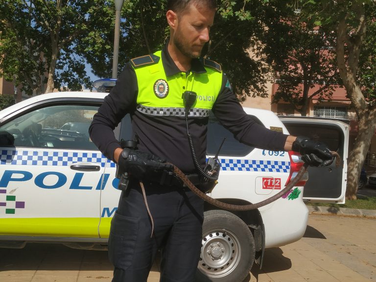 Culebra bastarda recuperada