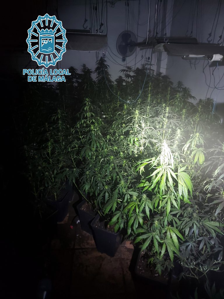 Plantación de marihuana indoor