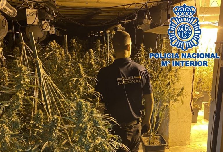 Imagen asociada a una operación contra una red de cultivo y distribución de marihuana