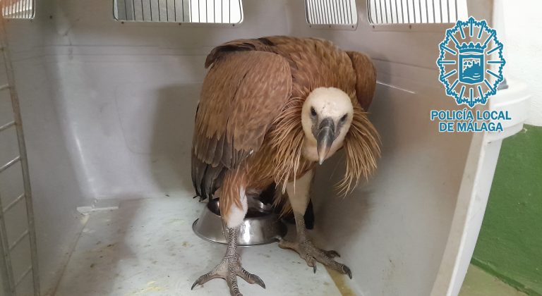 Imagen asociada al rescate de un buitre leonado por la Policía Local de Málaga