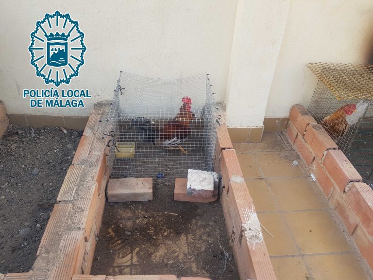 Imagen asociada al desmantelamiento de un criadero de gallos de pelea en Málaga