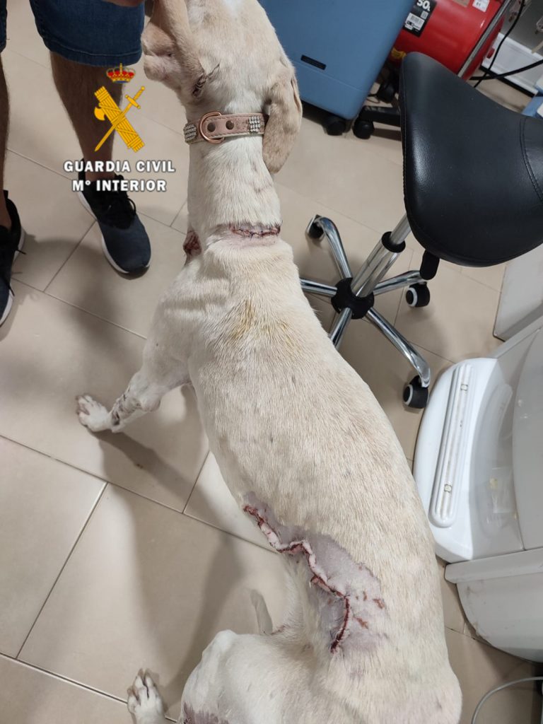 Imagen asociada a una investigación de la Guardia Civil por maltrato animal en Mollina
