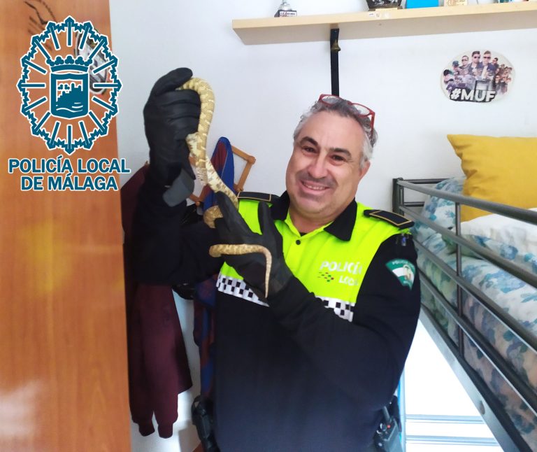 Imagen asociada al hallazgo de una serpiente en Bailén-Miraflores, Málaga