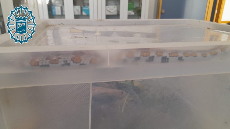 Imagen asociada a la captura de una serpiente en Málaga