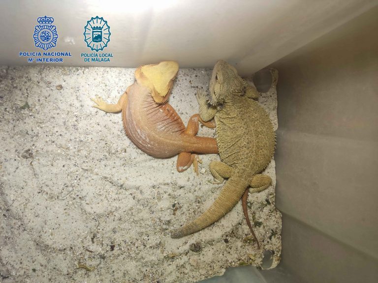 Reptiles localizados durante una intervención policial en Málaga