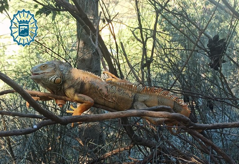 Iguana localizada en Málaga