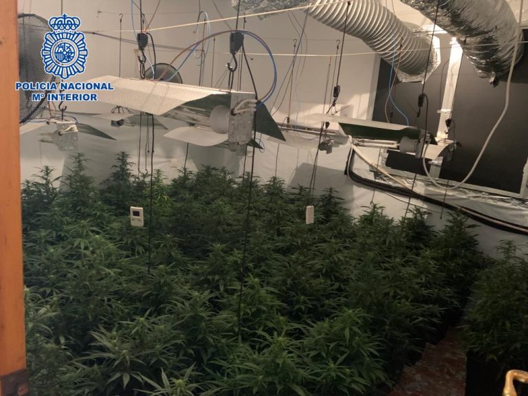 Plantación de marihuana intervenida en Málaga