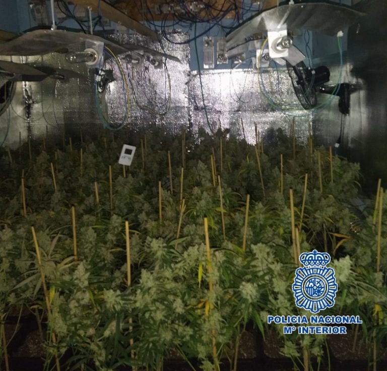 Operación policial contra una plantación de marihuana en Málaga