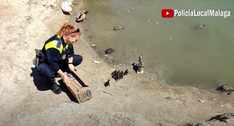 Pata y sus crías rescatadas en Málaga