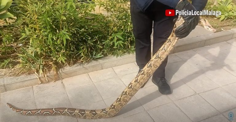 Boa constrictor recuperada en Málaga, imagen de recurso