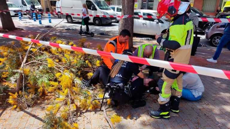 Rama de árbol caída, imagen de recurso