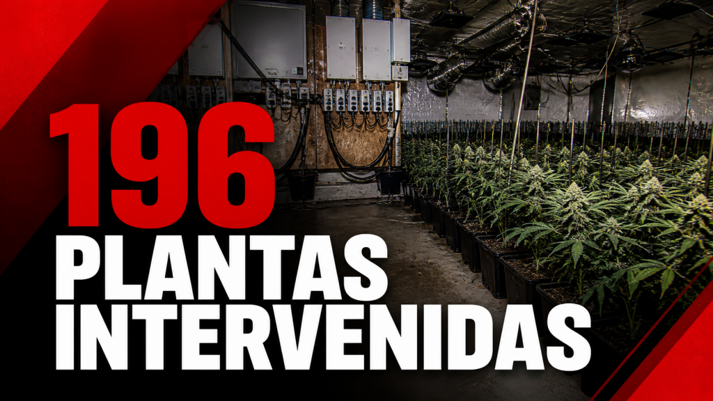 196 plantas de marihuana intervenidas en un piso de Cruz Verde en Málaga