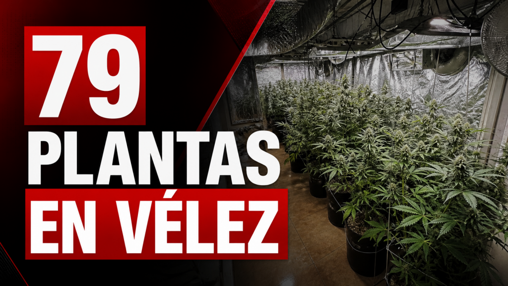 Plantación de 79 plantas de marihuana desmantelada en Vélez-Málaga
