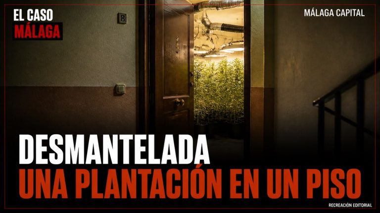 Recreación editorial: DESMANTELADA UNA PLANTACIÓN EN UN PISO