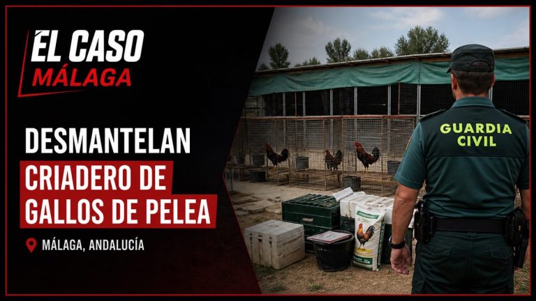 Portada editorial de El Caso Málaga para «Desmantelan un criadero de gallos de pelea»