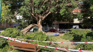 Ficus de La Paz en Málaga tras el desprendimiento de una gran rama