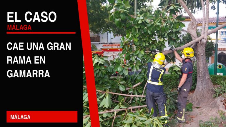 Portada editorial de El Caso Málaga: cae una gran rama en gamarra — MÁLAGA