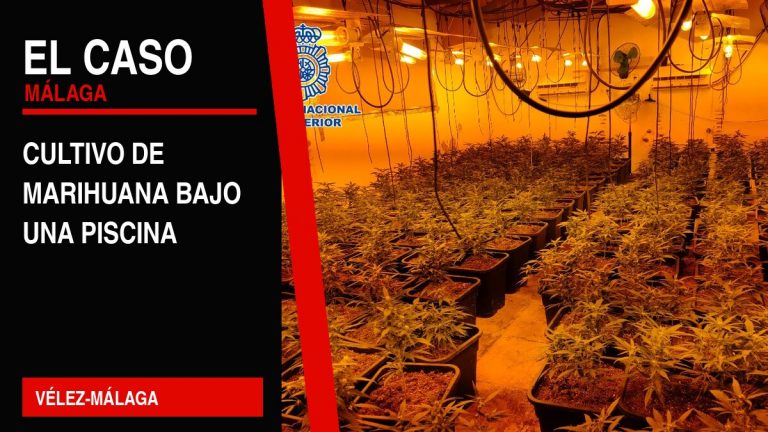 Portada editorial de El Caso Málaga: cultivo de marihuana bajo una piscina — VÉLEZ-MÁLAGA