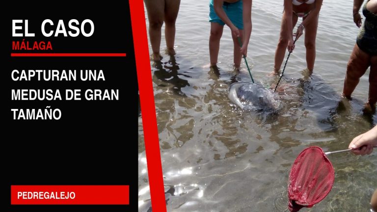 Portada editorial de El Caso Málaga: capturan una medusa de gran tamaño — PEDREGALEJO