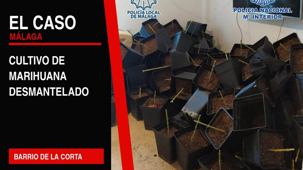 Portada editorial de El Caso Málaga: cultivo de marihuana desmantelado — BARRIO DE LA CORTA