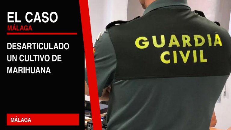 Portada editorial de El Caso Málaga: desarticulado un cultivo de marihuana — MÁLAGA