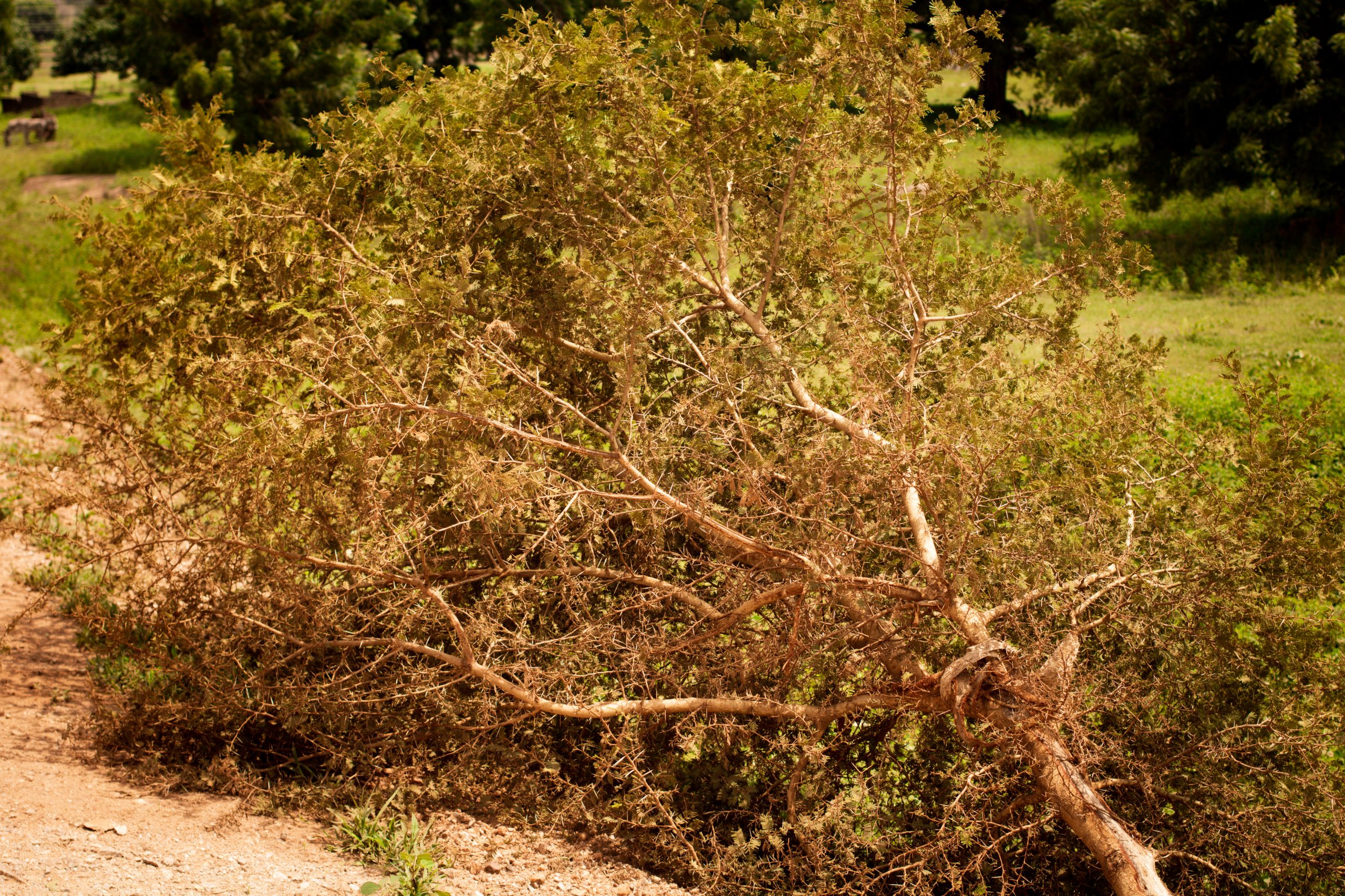 Rama de árbol caída, imagen de recurso
