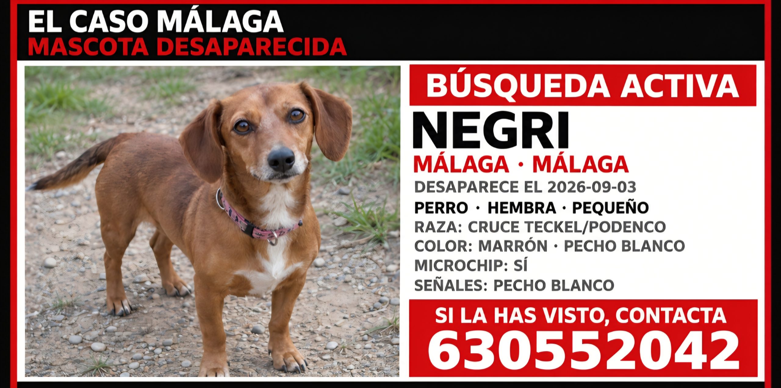 Buscan a Negri, una perra perdida en Málaga desde el 3 de septiembre