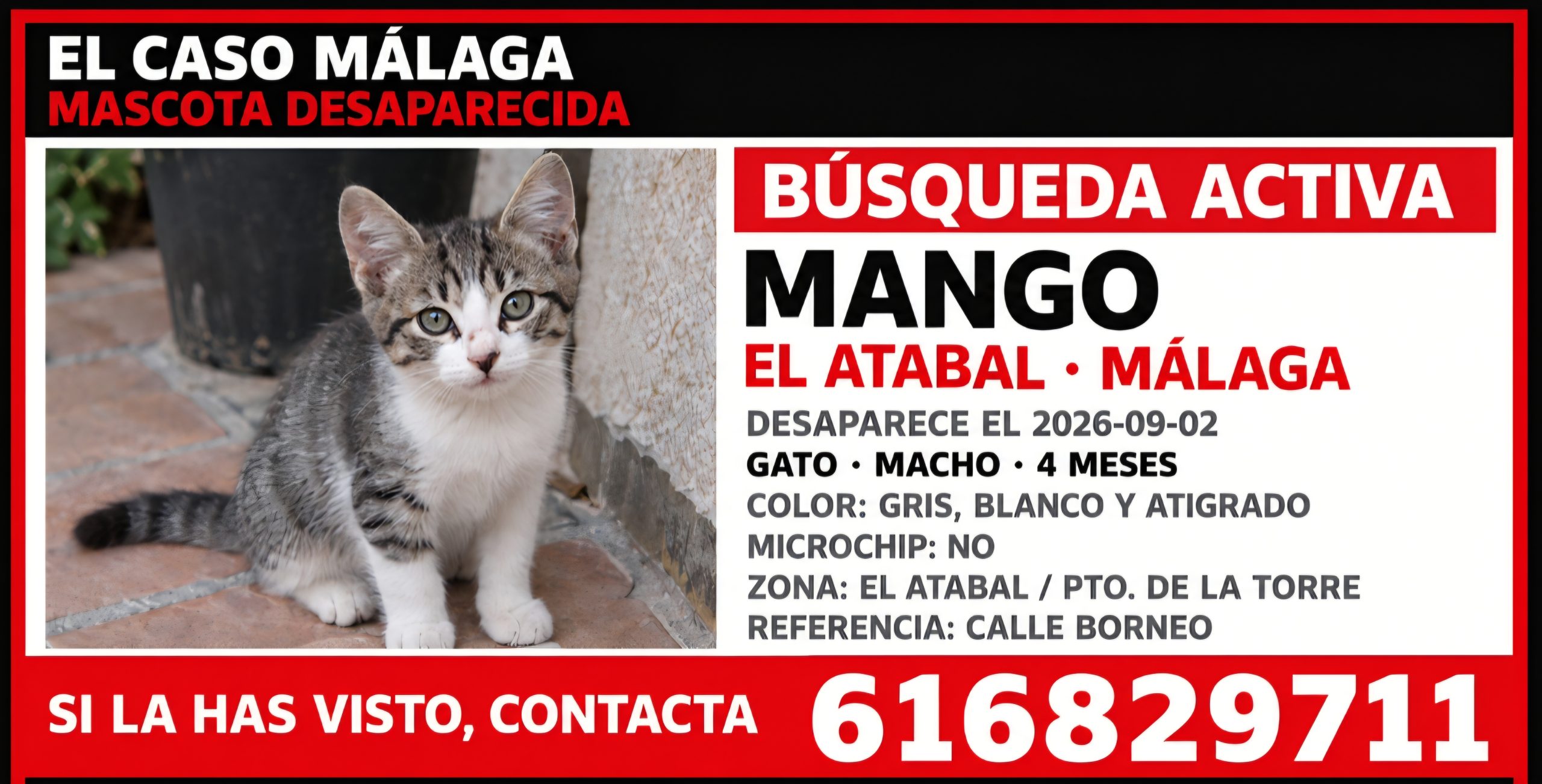 Buscan a Mango, un gatito de cuatro meses desaparecido en El Atabal