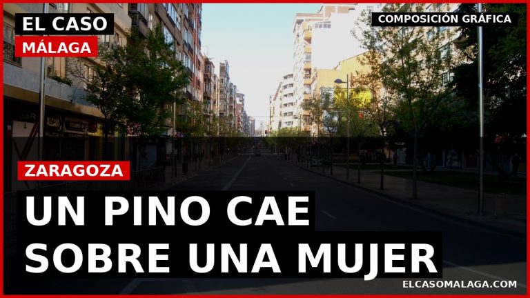 Portada ECM: una mujer herida al caerle un gran pino en Zaragoza