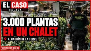 Cultivo indoor de marihuana intervenido en Alhaurín de la Torre