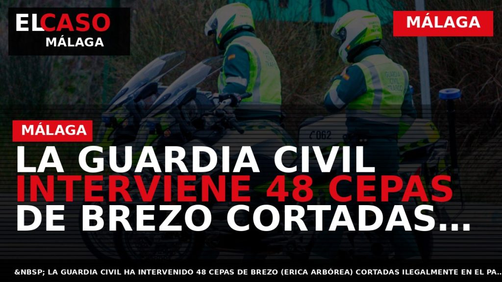 Portada El Caso Málaga: LA GUARDIA CIVIL INTERVIENE 48 CEPAS DE BREZO CORTADAS ILEGALMENTE EN — MÁLAGA