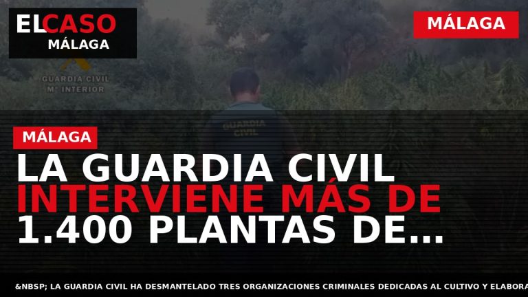 Portada El Caso Málaga: LA GUARDIA CIVIL INTERVIENE MÁS DE 1.400 PLANTAS DE MARIHUANA EN — MÁLAGA