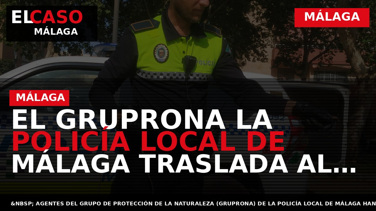 EL GRUPRONA LA POLICÍA LOCAL DE MÁLAGA TRASLADA AL CREA TRES CRÍAS CERNÍCALO QUE ESTABAN SIENDO CUIDADAS Y ALIMENTANDAS POR UNA MUJER