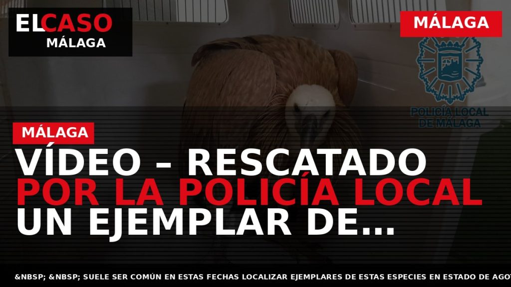 Portada El Caso Málaga: VÍDEO – RESCATADO POR LA POLICÍA LOCAL UN EJEMPLAR DE BUITRE — MÁLAGA