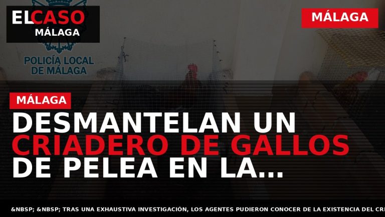 Portada El Caso Málaga: DESMANTELAN UN CRIADERO DE GALLOS DE PELEA EN LA CAPITAL — MÁLAGA