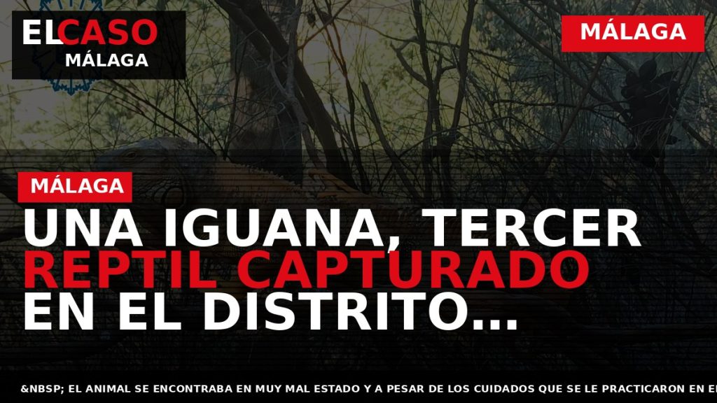 Portada El Caso Málaga: UNA IGUANA, TERCER REPTIL CAPTURADO EN EL DISTRITO BAILÉN-MIRAFLORES — MÁLAGA