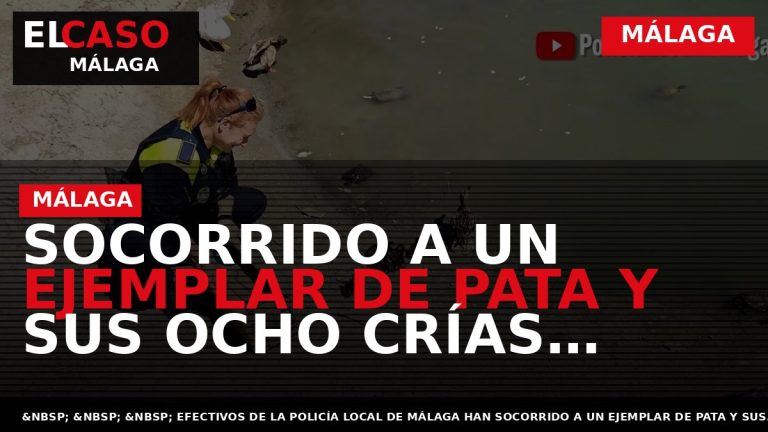 Portada El Caso Málaga: SOCORRIDO A UN EJEMPLAR DE PATA Y SUS OCHO CRÍAS CUANDO — MÁLAGA