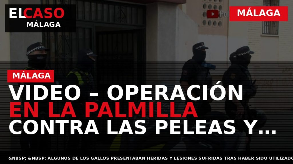 Portada El Caso Málaga: VIDEO – OPERACIÓN EN LA PALMILLA CONTRA LAS PELEAS Y CRÍA — MÁLAGA