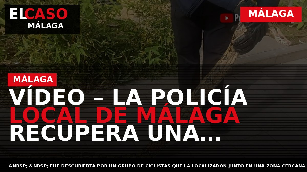 VÍDEO – LA POLICÍA LOCAL DE MÁLAGA RECUPERA UNA SERPIENTE BOA CONSTRICTOR IMPERATOR DE 2,30 METROS DE LONGITUD