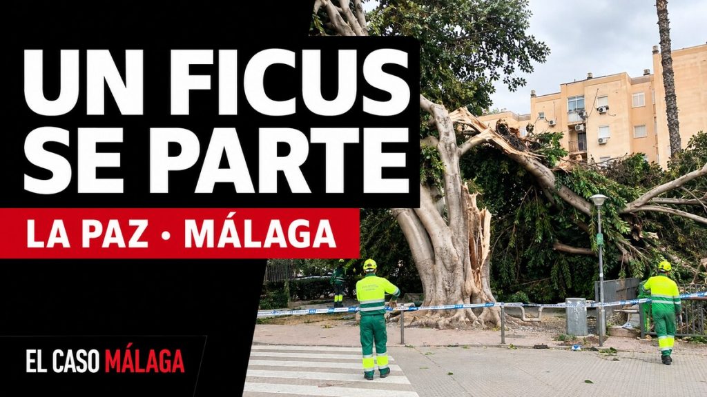 Portada de El Caso Málaga: Un ficus se parte - La Paz, Málaga