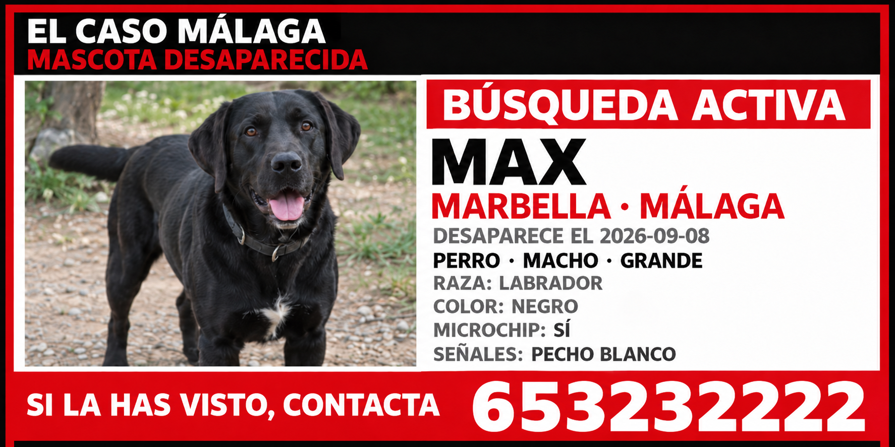 Buscan a Max, un labrador negro desaparecido en Marbella