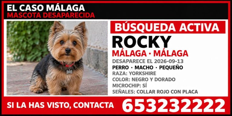 rocky-mascota-desaparecida-1