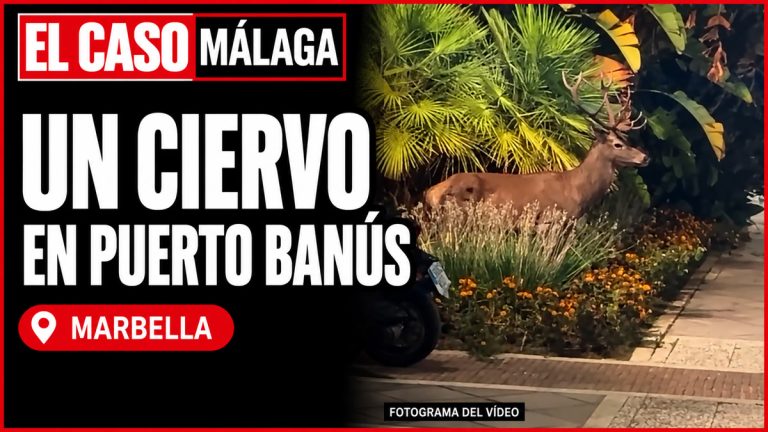 Portada de El Caso Málaga con un fotograma del ciervo grabado en Puerto Banús, Marbella